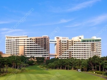 소노펠리체 델피노